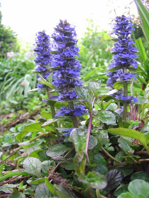 Ajuga reptans 'Purpurea'2